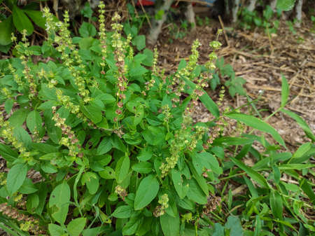 In India it is known by different names which are given below

Babui Tulsi,barbari,Gulal Tulsi,Kali Tulsi,van tulsi,barbar,Sabja,Takamariyaの写真素材