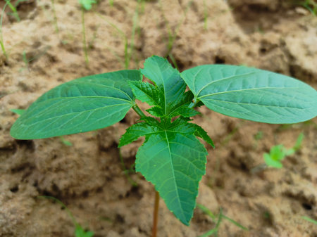 A New Little Castor Plant  Growing