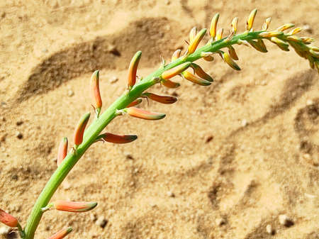 A Beautiful Short Of Aloe Vera Flowers Growing In Farmの写真素材