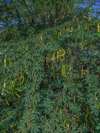 Common Name: Algaroba, Mesquite, juliflora Tree,Prosopis juliflora, Jungli Kikar, Vilayati Babul,...