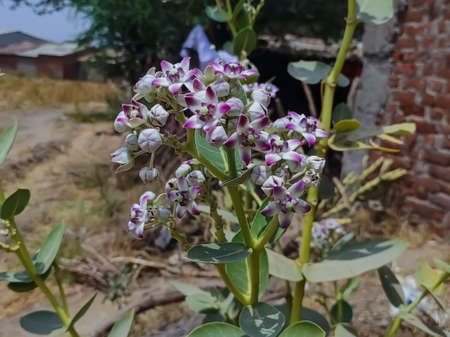 Common Name: Safed aak, Crown Flower, Calotropis gigantea,  Arsh, Mandar, Madar, Akaua, Aak,Aakado,bowstring hemp, calotrope, giant milkweed, swallow wort,Arka, Arkiの写真素材