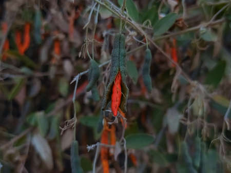 Common Name : Cadaba Indica, Dabi, Kodhab, Kalo Katakiyo, Kimi Zad, Cadaba Farinosa, Kali Takaliの写真素材