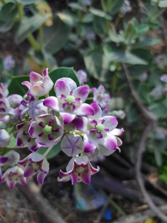Common Name: Safed aak, Crown Flower, Calotropis gigantea,  Arsh, Mandar, Madar, Akaua, Aak,Aakado,bowstring hemp, calotrope, giant milkweed, swallow wort,Arka, Arkiの写真素材