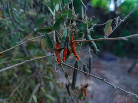 Common Name : Cadaba Indica, Dabi, Kodhab, Kalo Katakiyo, Kimi Zad, Cadaba Farinosa, Kali Takali