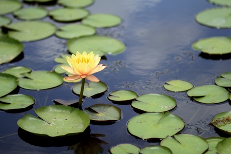 Yellow lotus, Thailandの写真素材