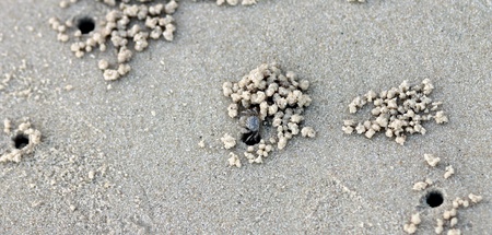 crab on the beach, Thailandの写真素材