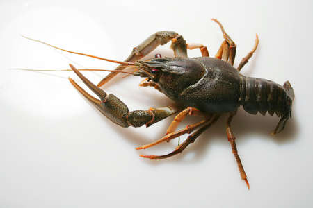 Crawfish crayfish, macroの写真素材