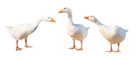 Group of gooses, isolated on white background  の写真素材