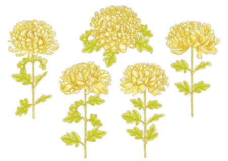 Set of 5 hand-drawn chrysanthemum flower, isolated on white backgroundのイラスト素材