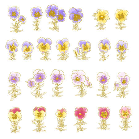 Collection of hand-drawn pansy isolated on whiteのイラスト素材