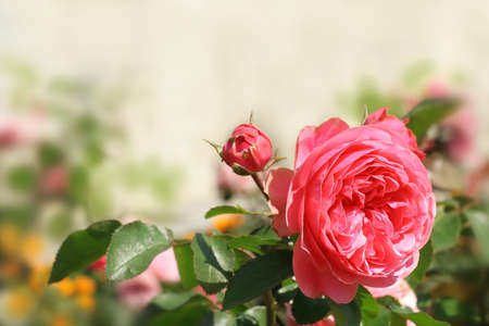 Pink roses on bright blurred background  Can be used as background for post card の写真素材