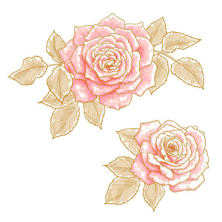 Two pink roses with leaves, isolated on a white background  Design elements のイラスト素材