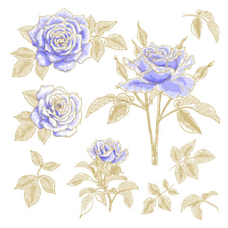 Collection of blue roses with leaves, isolated on a white background  Design elements のイラスト素材