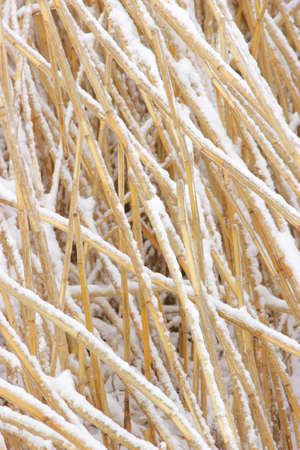 Photo texture with snowcovered and ice-covered reedsの写真素材