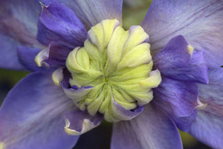 Clematis Blue Light flower close-upの写真素材