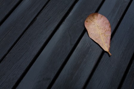 leaf on the wet woodの写真素材