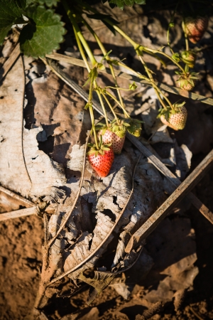 Strawberry in a field の写真素材