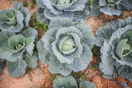 Farmland cultivated cabbage on the plateau の写真素材