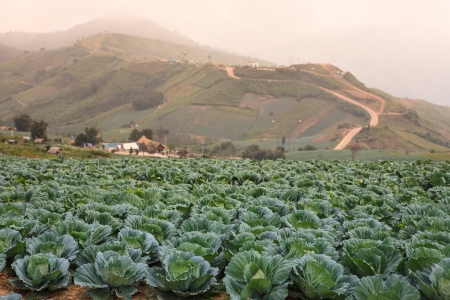 Farmland cultivated cabbage on the plateau の写真素材