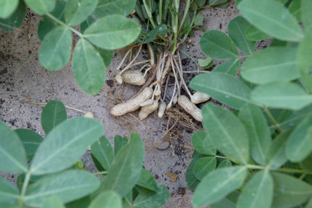 harvesting peanut plant on sandy soil background in farm