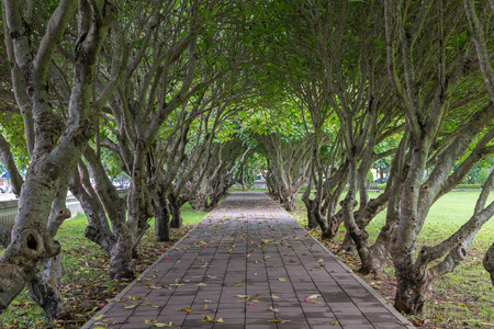 green plumeria trees tunnel over pathwayの写真素材