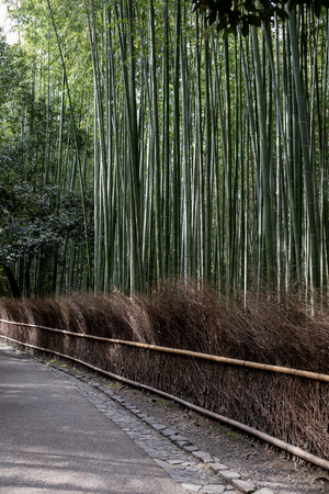 bamboo grove way at Arashiyama Japanの写真素材