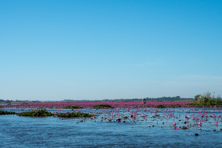 red lotus lake in North East of Thailand destinationの写真素材