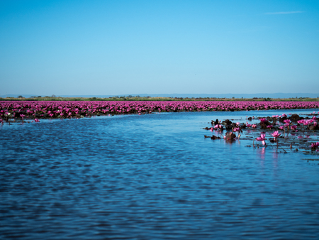 red lotus lake in North East of Thailand destinationの写真素材