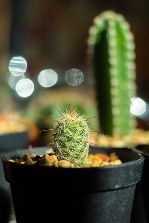 mammillaria cactus in potの写真素材