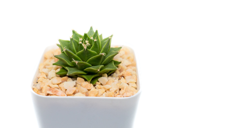 Obregonia denegrii cactus on white backgroundの写真素材