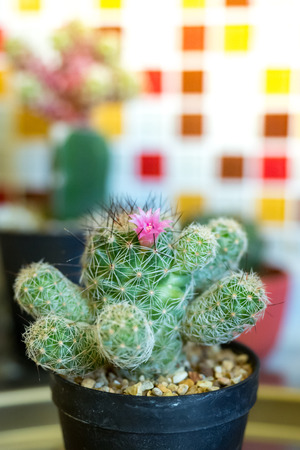mammillaria cactus in potの写真素材