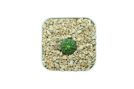 Astrophytum cactus in pot on white backgoundの写真素材