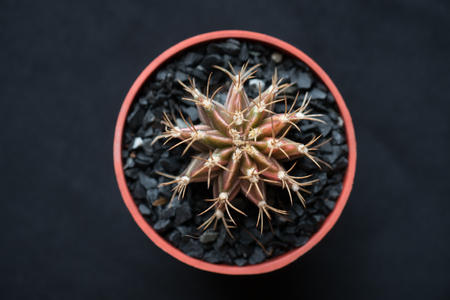 gymnocalycium mihanovichii variegata cactus plantの写真素材