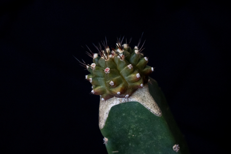 gymnocalycium mihanovichii variegata cactus plantの写真素材