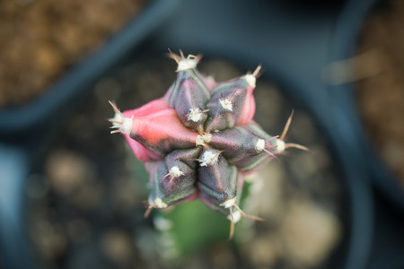 gymnocalycium mihanovichii variegata cactus plantの写真素材