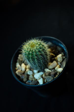 Parodia leninghausii cactus in potの写真素材