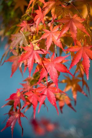 leaves color change Japan autumn season