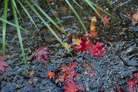 leaves color change Japan autumn seasonの写真素材
