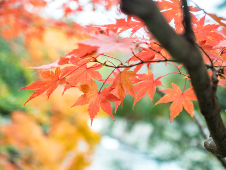 leaves color change Japan autumn seasonの写真素材