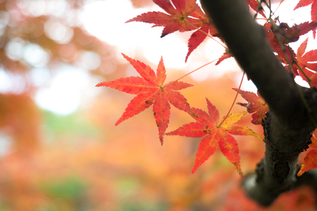 leaves color change Japan autumn seasonの写真素材