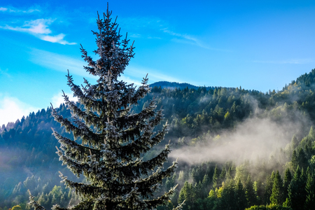Spruce and morning fog in the Alpsの写真素材
