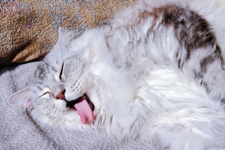 Head of funny fluffy cat, lying with a long red tongue sticking out. Close-up.の写真素材