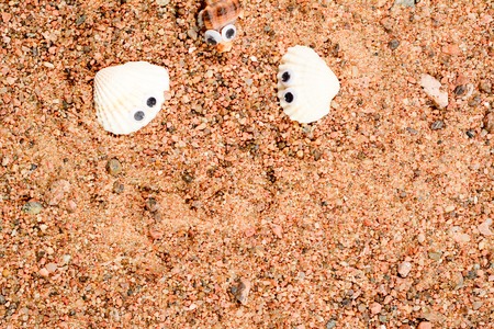 Two sea shell with googly eyes lie on the sand, close-up macro.の写真素材
