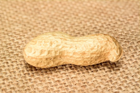 Peanuts. Whole nut lying on burlap jute sack. Peanut macro.の写真素材