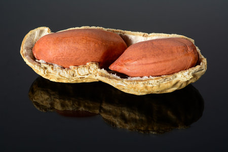 Peanut on glossy black surface with reflection. peanut with two kernels in open shell macro close up, high resolution full depth of field.の写真素材