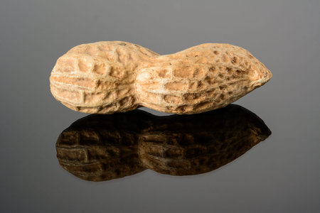 Peanut on glossy gray surface with reflection. Ripe dry real peanut macro close up, high resolution...