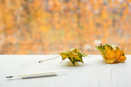 Classic thermometer and yellow leaves on the white table, with autumn colors on background. Cold and flu season treatment concept.の写真素材