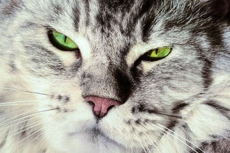 Silver tabby maine coon. Close up big cat face with green eyes.の写真素材