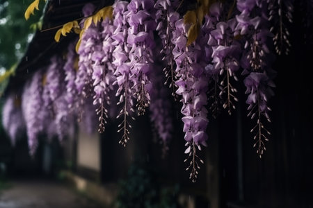 Wisteria flowers hanging from the roof of an old house.の素材