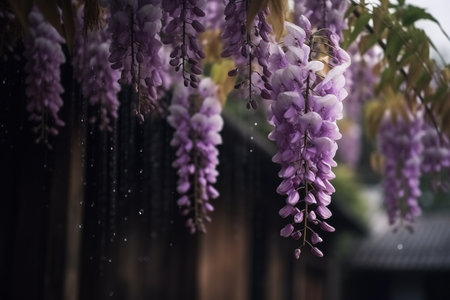 Purple Wisteria blooming in the garden with rain dropsの素材